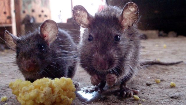 What is Lassa fever: लासा बुखार क्या है, जानें इसके लक्षण और बचाव?