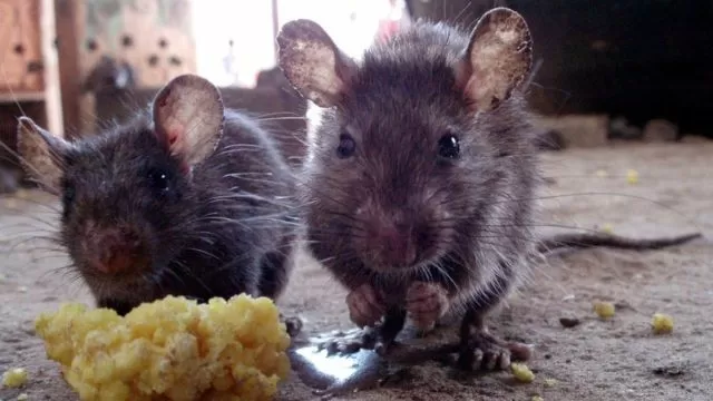 What is Lassa fever, and what are its symptoms