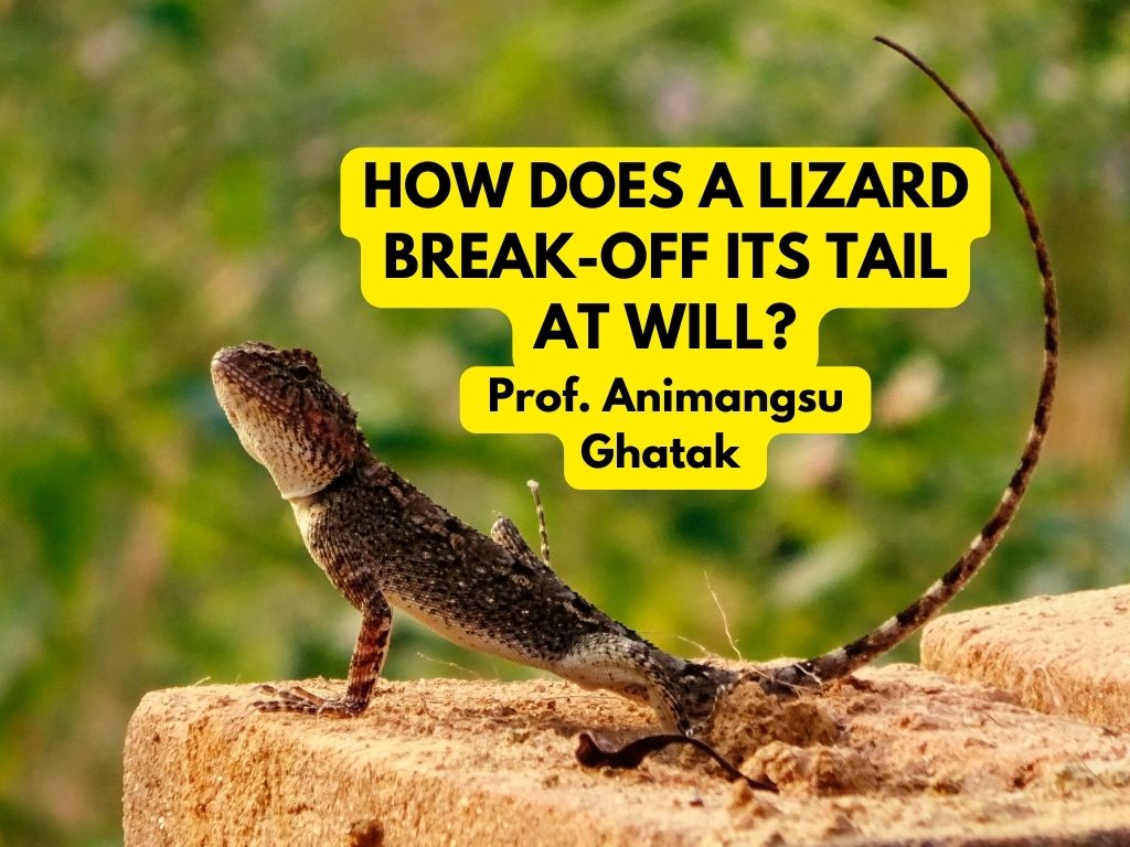 How does a Lizard break-off its Tail at Will? | Biophysics Explainer by Prof. Animangsu Ghatak – IIT Kanpur
