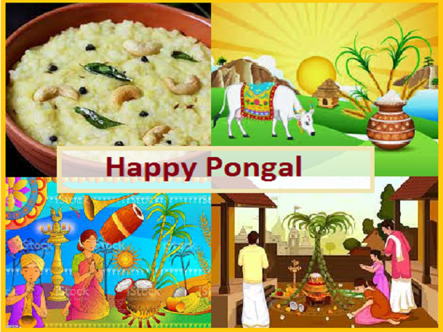 Pongal festival