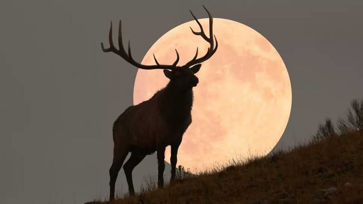 Buck Moon 2022: Supermoon on July 13 to be biggest this year- Check When  will it be visible in India?
