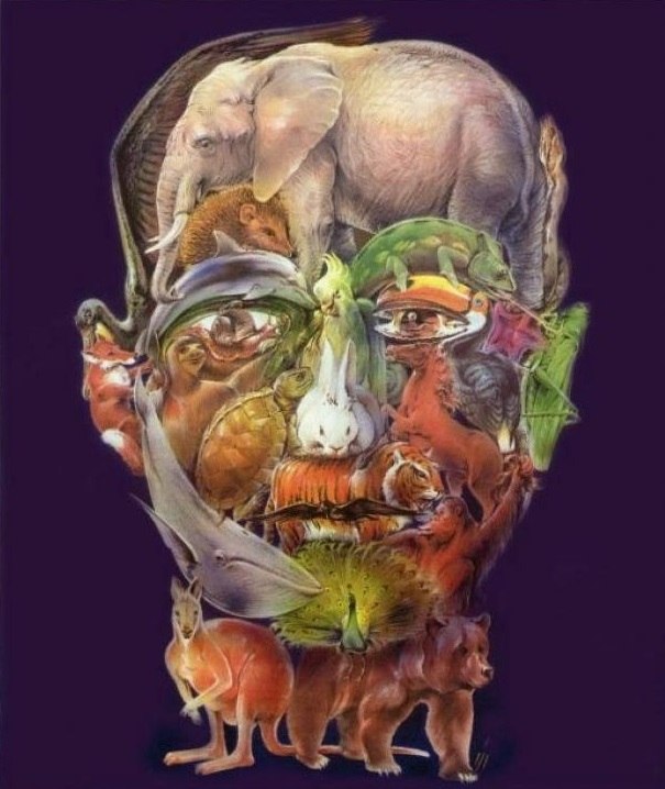 OPTICAL FACE ILLUSION