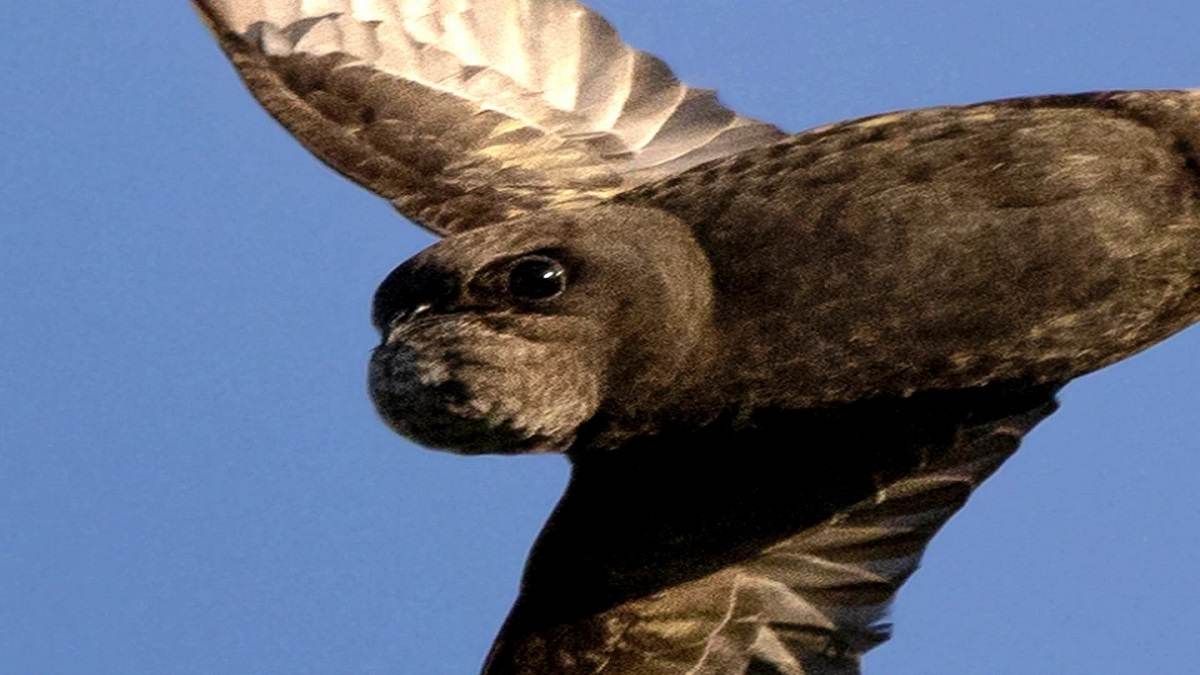 Optical Illusion: Can Seals Fly? What Do You See In The Mind Bending Image? 