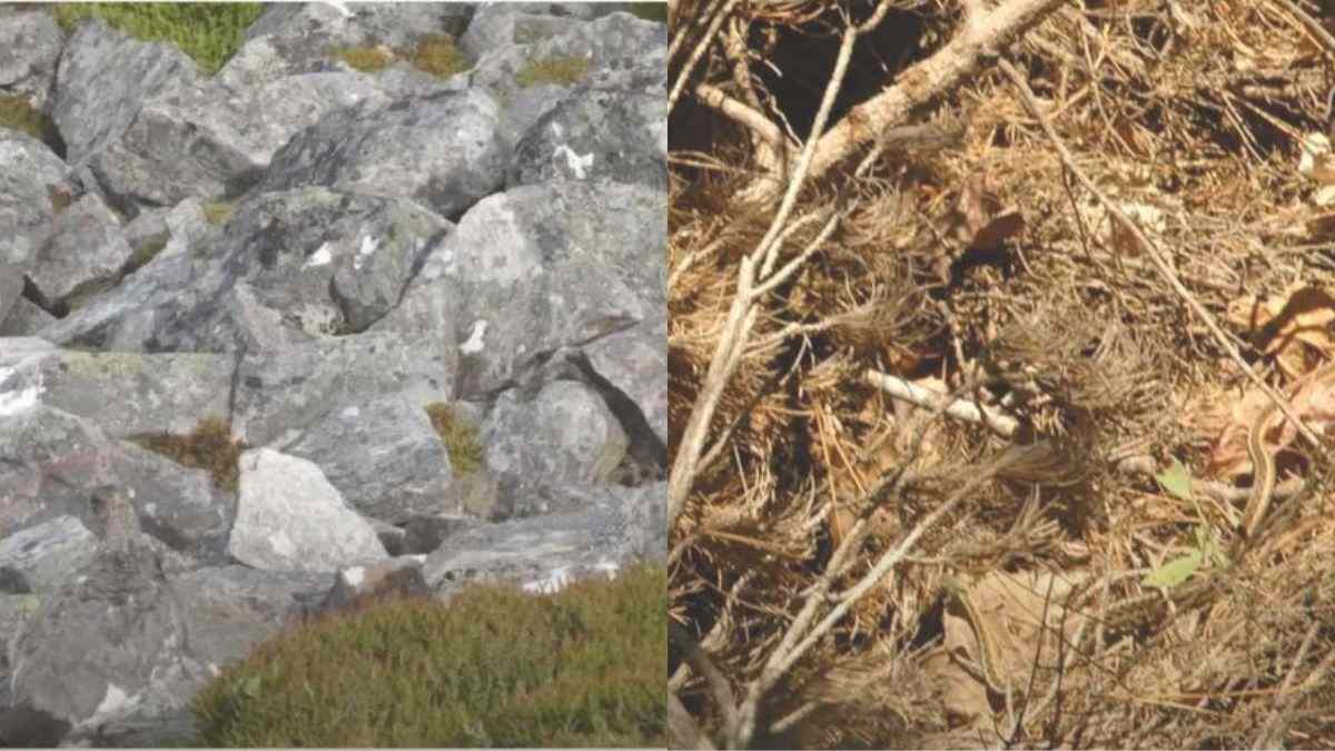 Optical Illusion: Can You Spot The Hidden Animals In The Two Pictures  Within 11 Seconds?