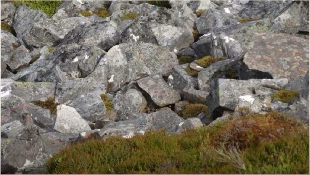 optical illusion bird