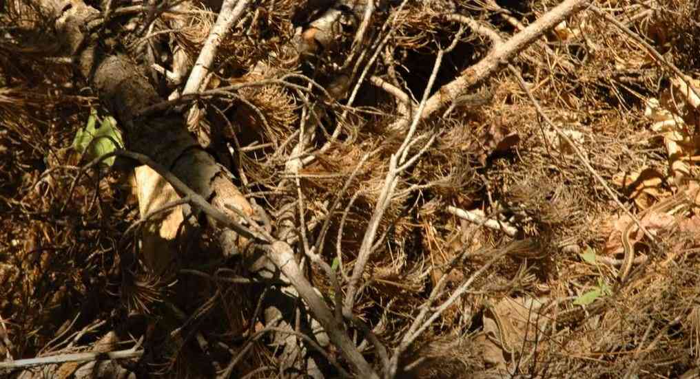 optical illusion animals 