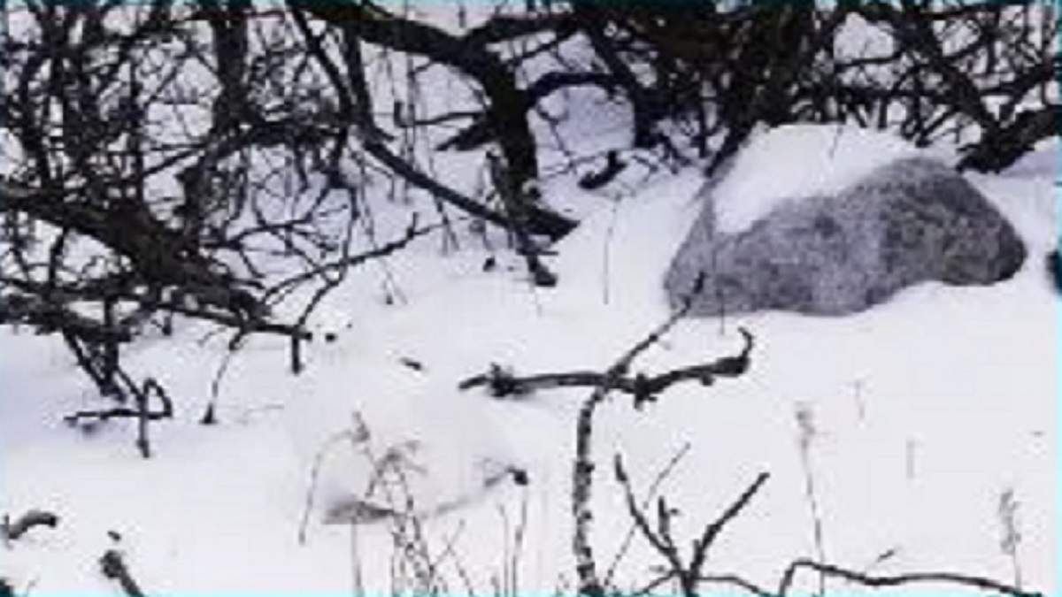 Optical Illusion: Can you find a hidden bird in the picture of the snowfield within 8 Seconds?