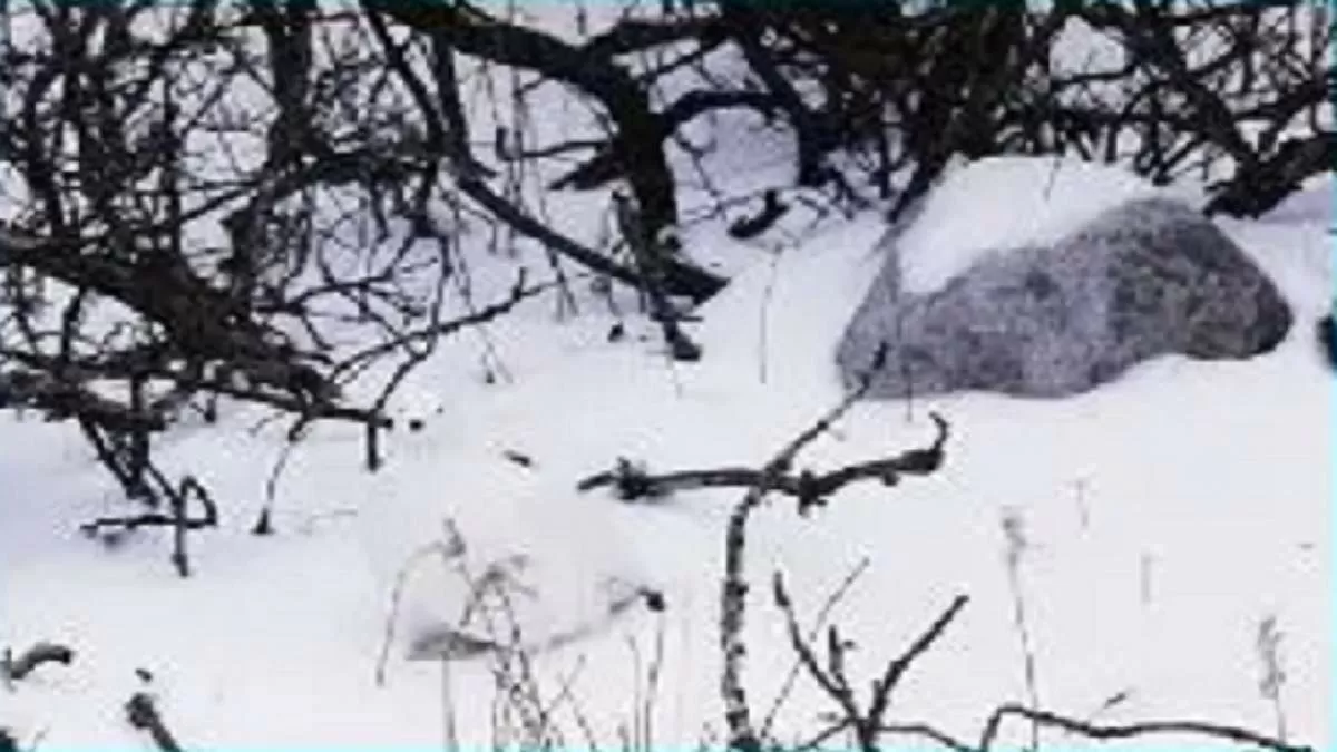Optical Illusion: Find the hidden bird