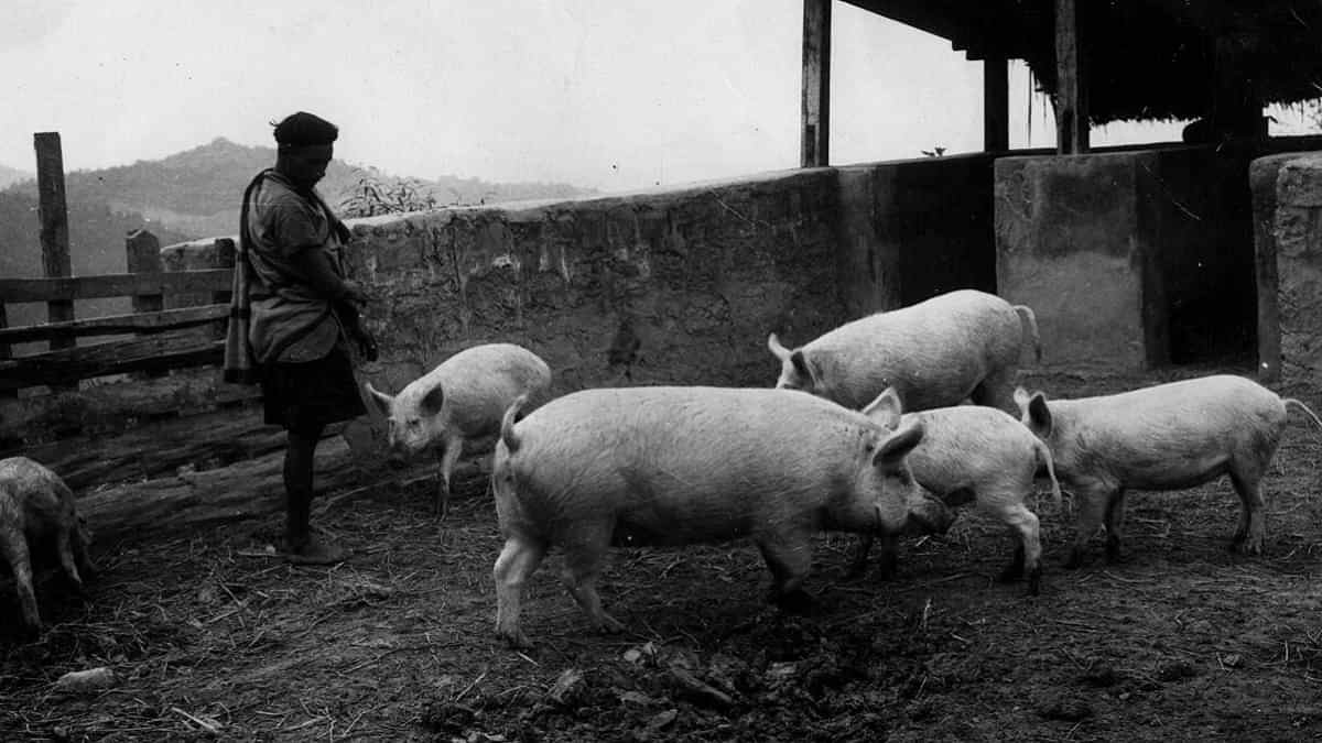 African Swine Fever reported in Kerala's Wayanad: Know African Swine Fever Symptoms and Causes