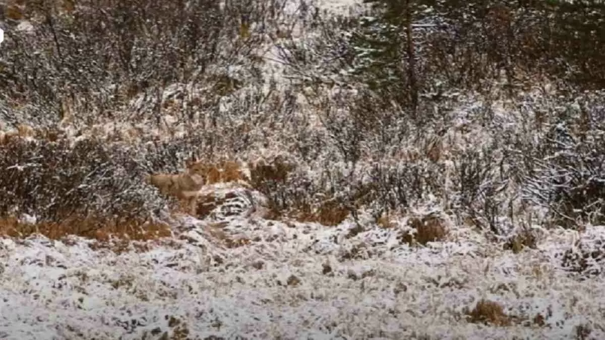 Optical Illusion-Find the wolf