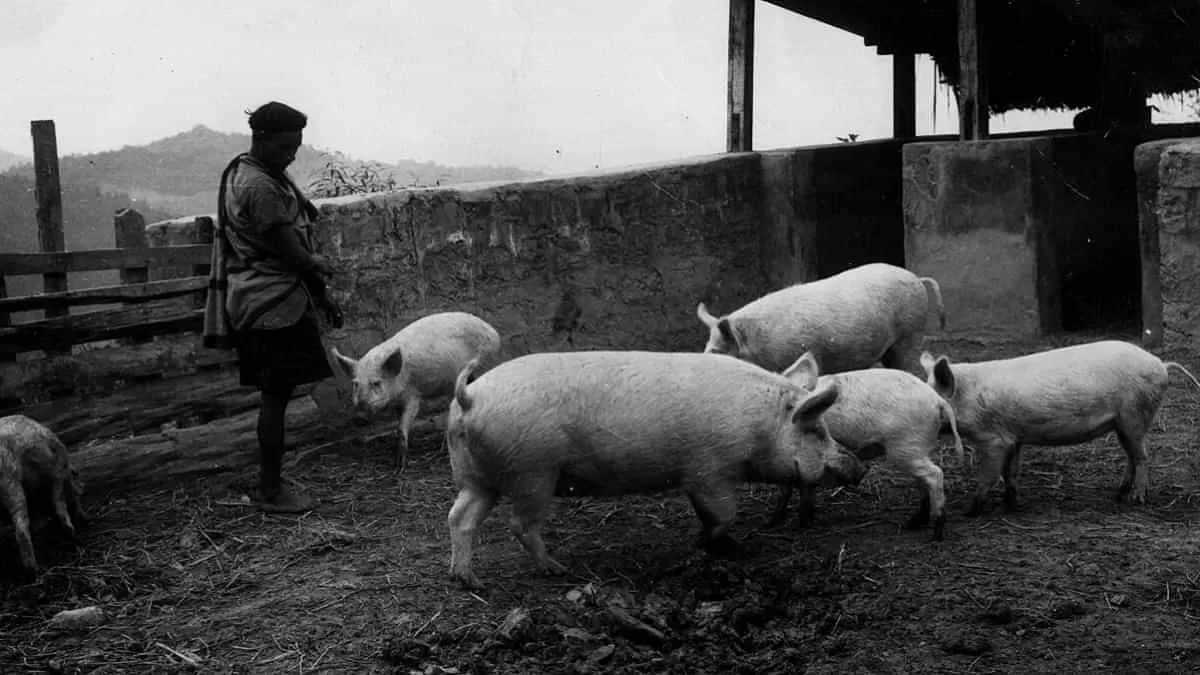 African Swine Fever Symptoms: केरल के वायनाड में अफ्रीकन स्वाइन फीवर की रिपोर्ट: जानिए अफ्रीकन स्वाइन फीवर के लक्षण और कारण