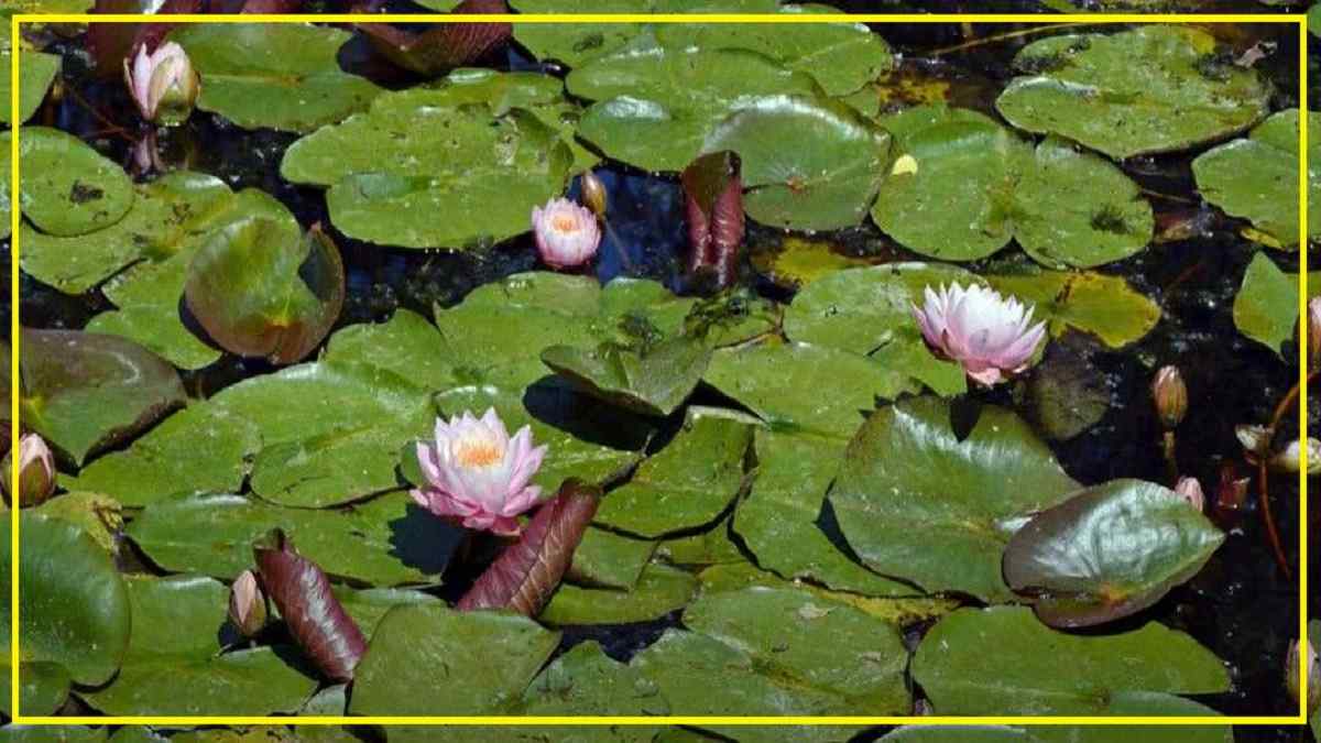Optical Illusion: Can you spot the hidden frog in the picture within 36 seconds?