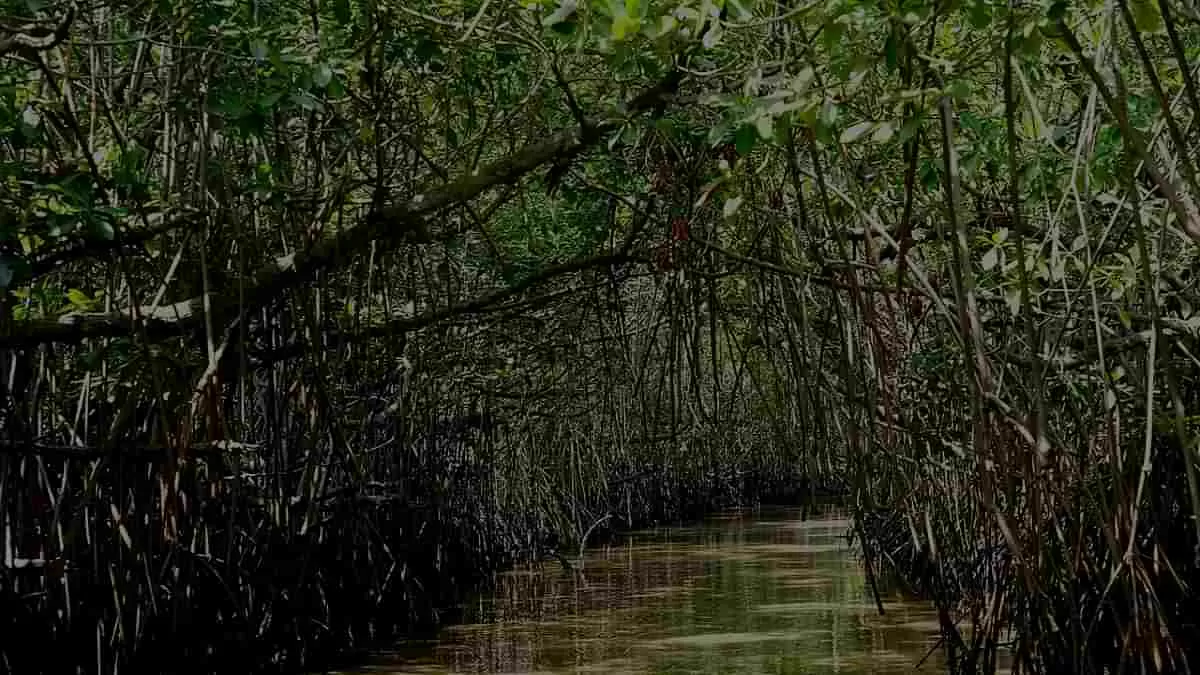 Pichavaram mangrove