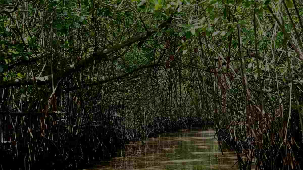New Ramsar Sites in India 2022: भारत ने 5 नए रामसर वेटलैंड स्थलों को नामित किया