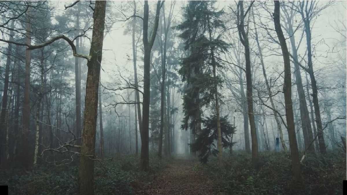 Optical Illusion: Can you spot the hidden fox in the dark forest within 29 seconds? 