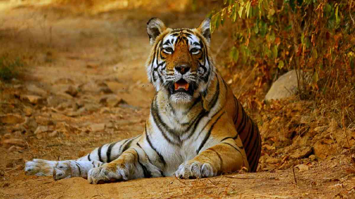 International Tiger Day 2022: How tiger population is increasing globally?