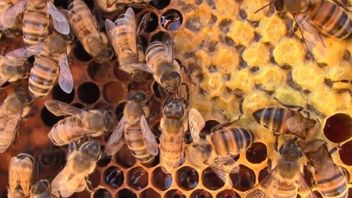 Australia Fights Honeybee: जानें लाखों मधुमक्खियों को क्यों मार रहा है ऑस्ट्रेलिया?
