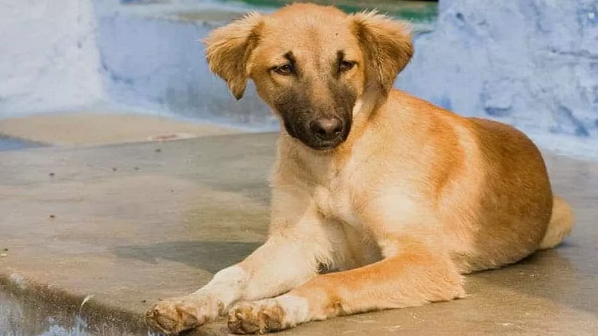  India's first COVID-19 vaccine for animals 'Anocovax' launched