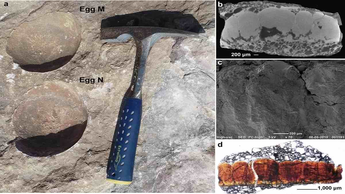 Abnormal Dinosaur Egg discovered in Madhya Pradesh, Source: Scientific Reports