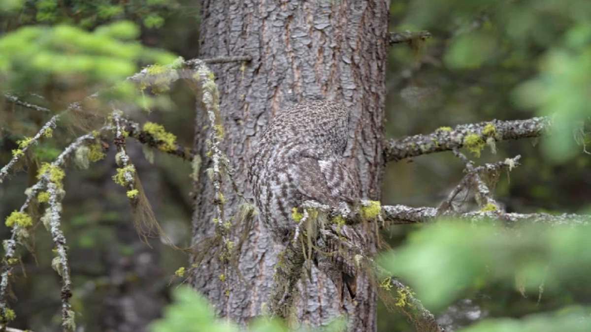 Optical Illusion: Can you spot the owl hiding in this image in less than 30 seconds?