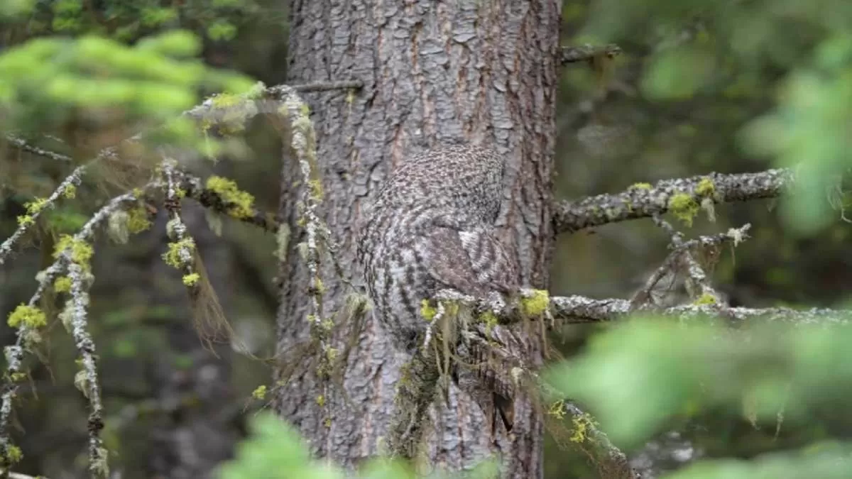 Optical Illusion: Can you spot the owl hiding in this image in less than 30 seconds?