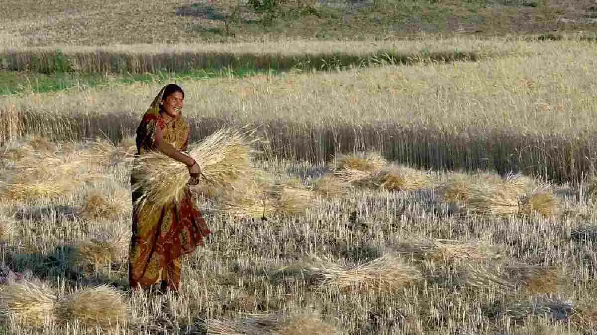 Turkey rejects India wheat consignment