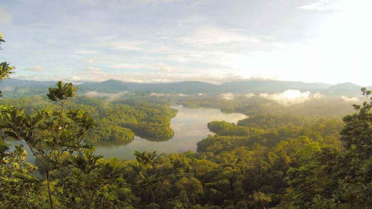 World Rainforest Day 2022: What is a Rainforest? List of world’s largest surviving tropical rainforests