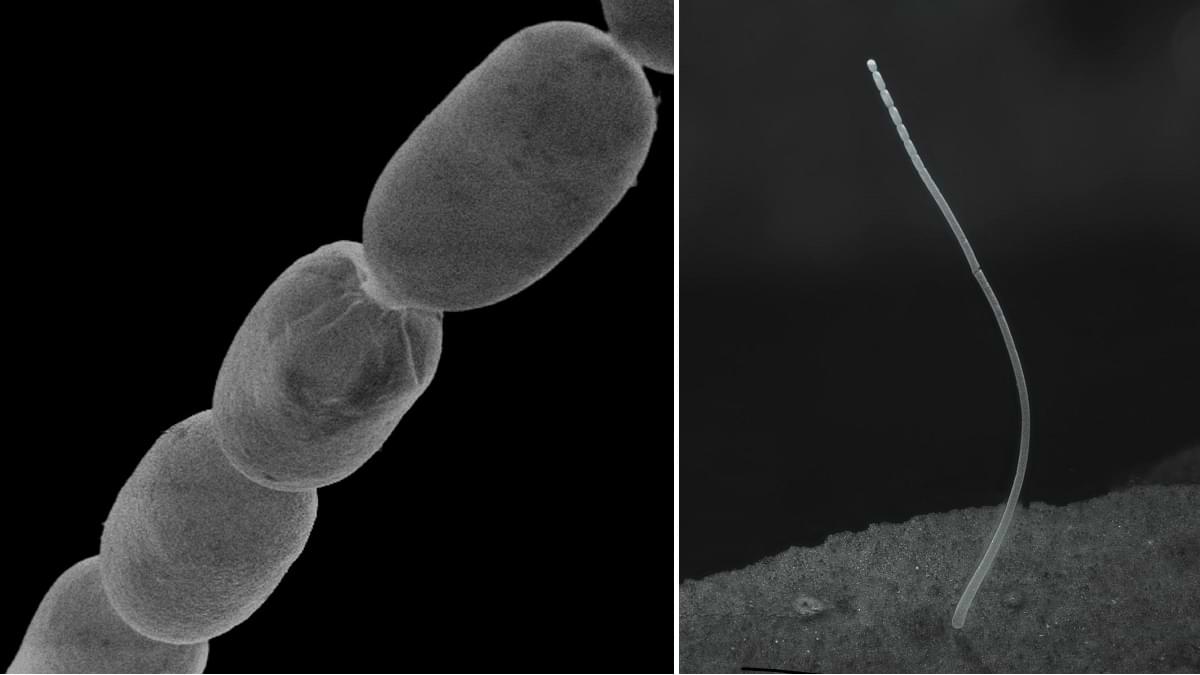 International's greatest bacterium found out, first to be visual with bare eye
