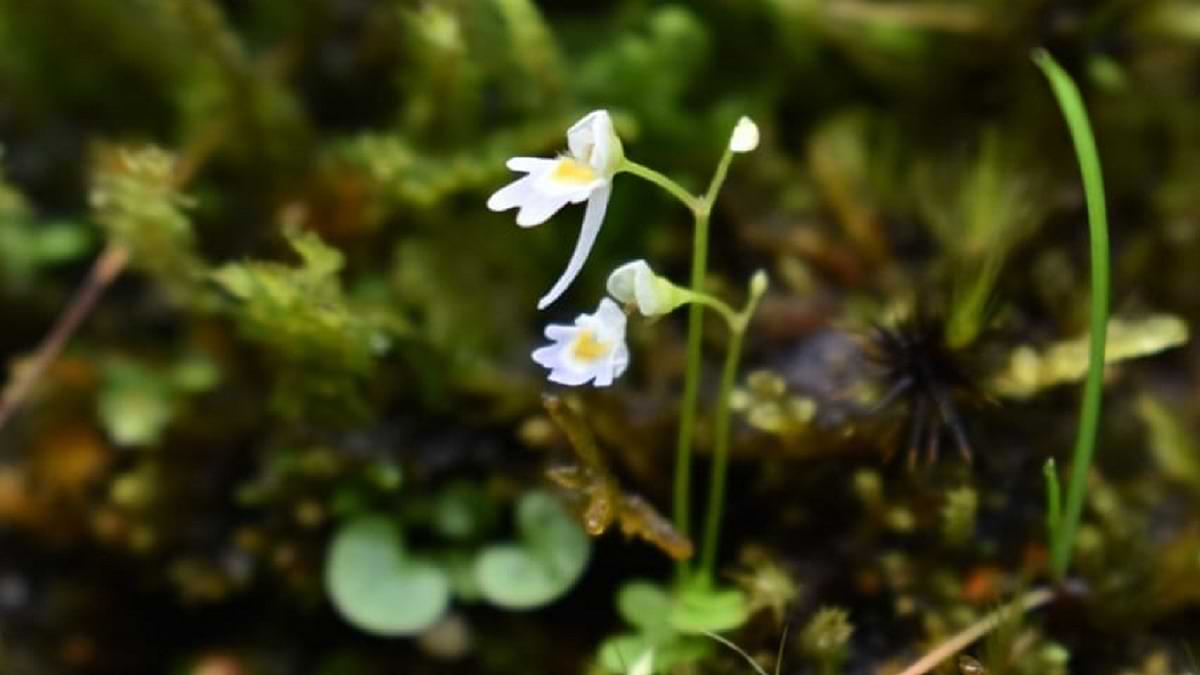 Uticularia Furcellata: Rare Carnivirous plant that feeds on insect discovered in Uttarakhand