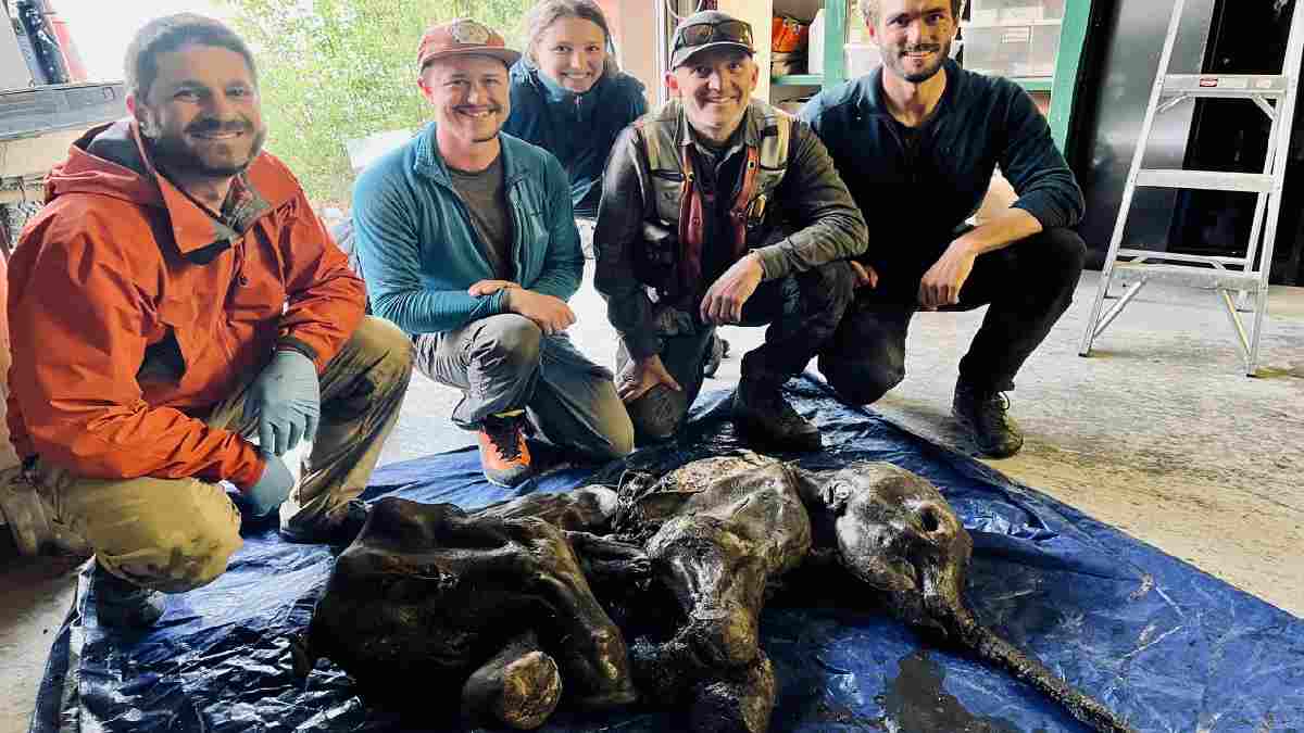 Over 30,000-years old rare mummified woolly mammoth found in Canadian gold mine
