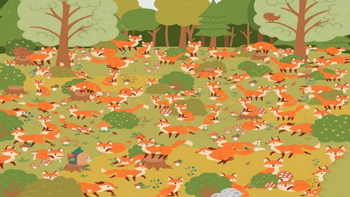 Optical Illusion Spot The Blue Eyed Fox In The Image In 13 Seconds