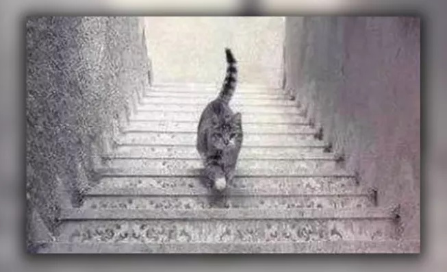 OPTICAL ILLUSION CAT
