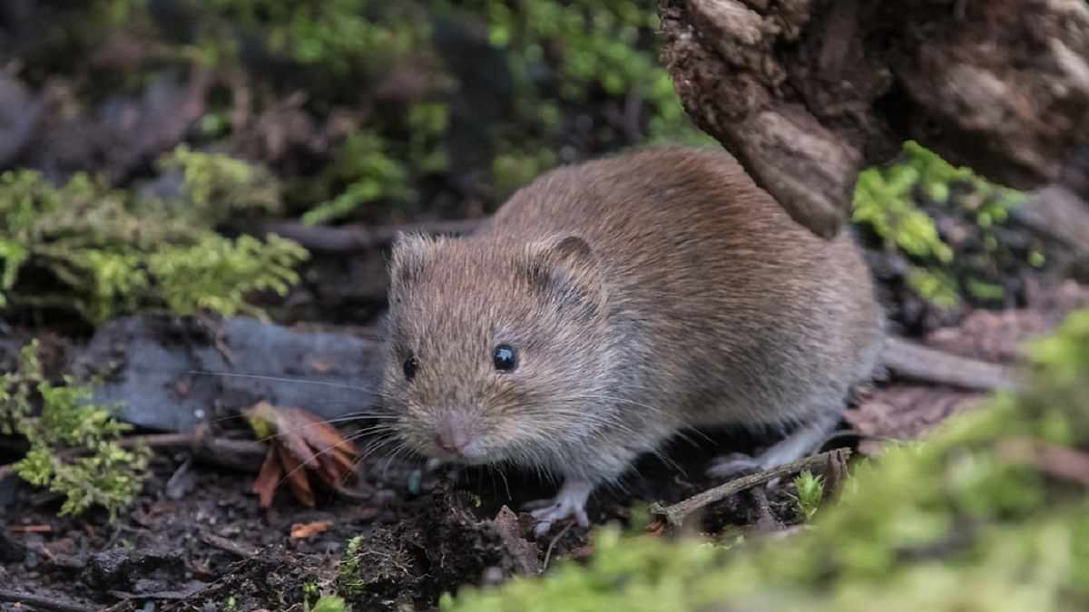 Coronavirus in Rodents: Scientists uncover new coronavirus pressure in rodents in Sweden- Will have to we be alarmed?