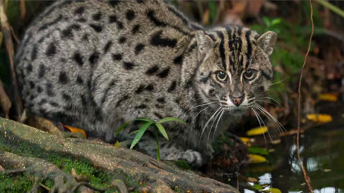 World’s first fishing cat survey in India: Chilika Lake in Odisha home ...