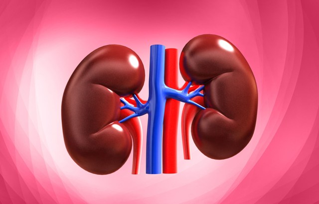 World Kidney Day 2022: जानें विश्व किडनी दिवस का इतिहास और महत्व