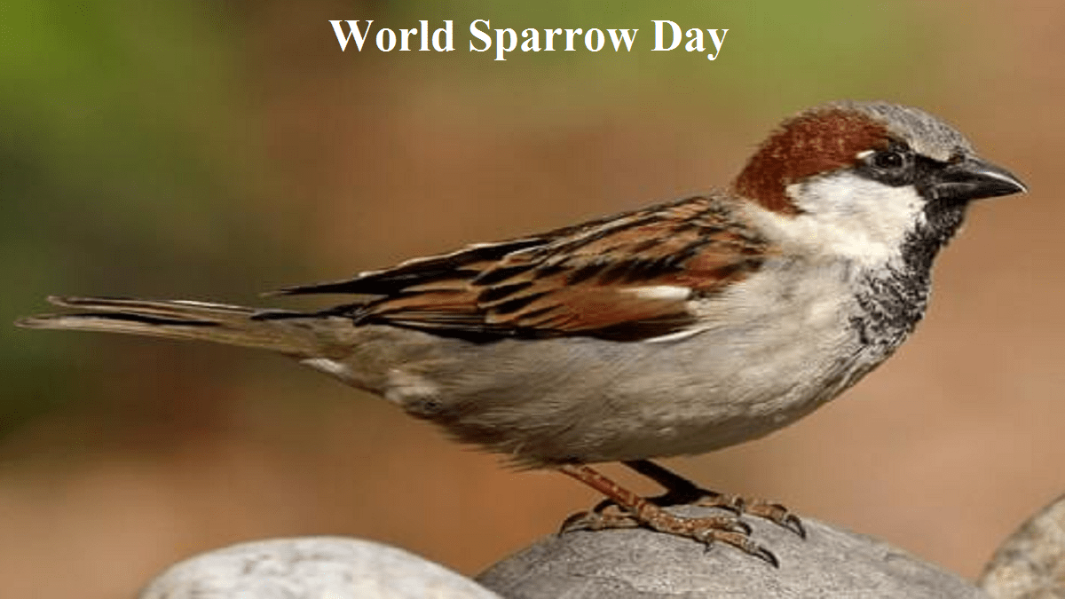 World Sparrow Day 2023 Know Date, Theme, History, and Significance, facts