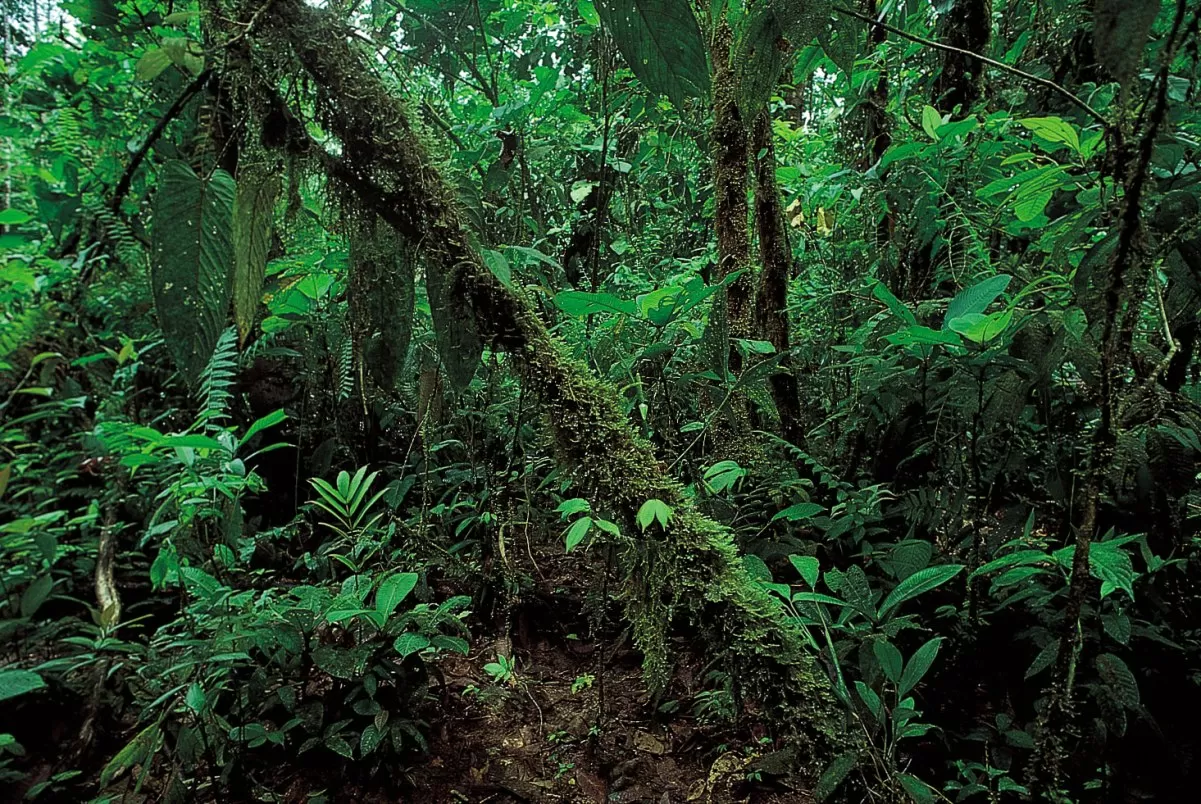 International Day of Forests 2022