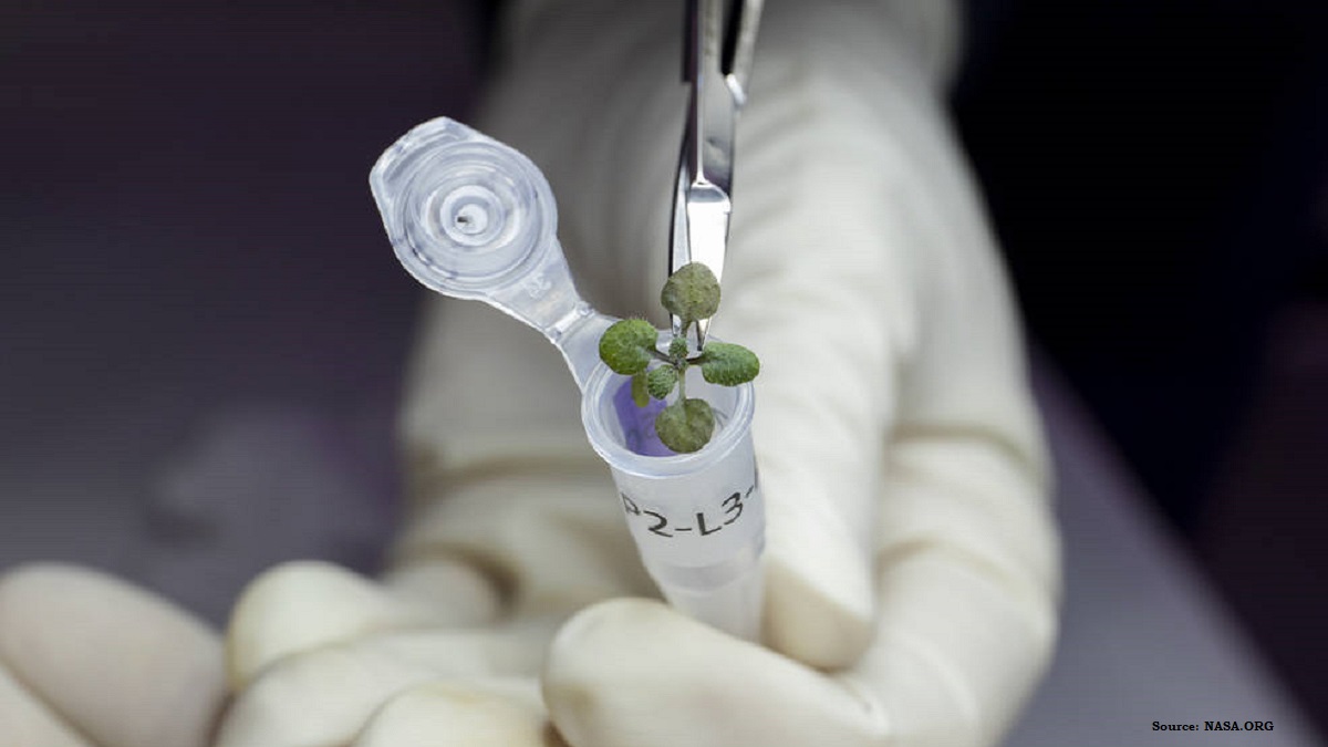 Scientists Grow Plants in Lunar Soil for First Time in History, Image Source: NASA