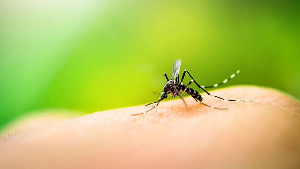 National Dengue Day 2022: Why Government has made it essential to notify dengue cases in India?