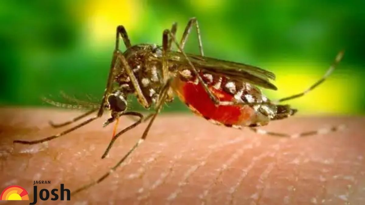 National Dengue Day 2022: जानें डेंगू दिवस से जुड़ी 5 महत्वपूर्ण बातें