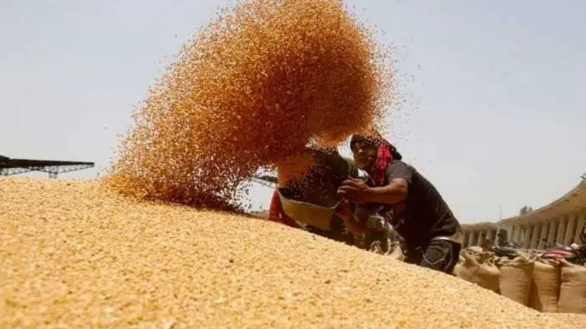 Wheat Export Ban: भारत सरकार ने गेहूं के निर्यात पर प्रतिबंध क्यों लगाया है? 