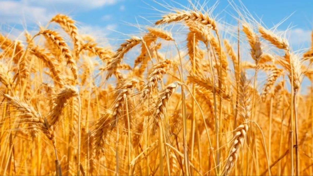 Explained: Why did India place a ban on its wheat exports?