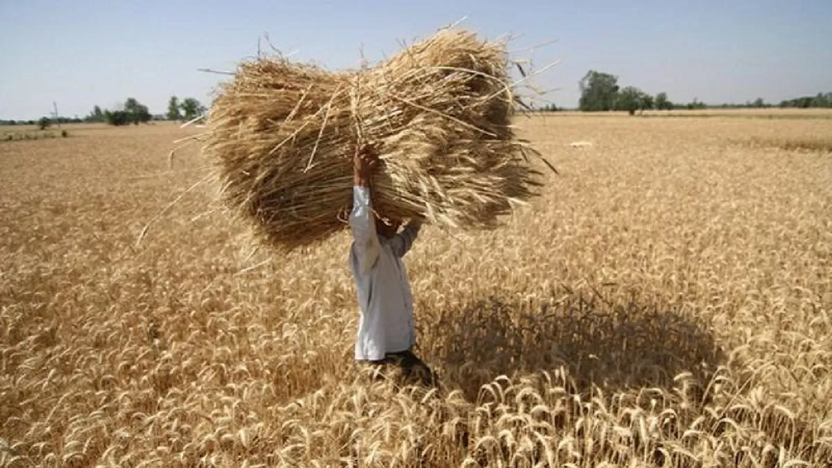 India Wheat Export Ban: Why Has India Banned Wheat Exports? How Has It ...