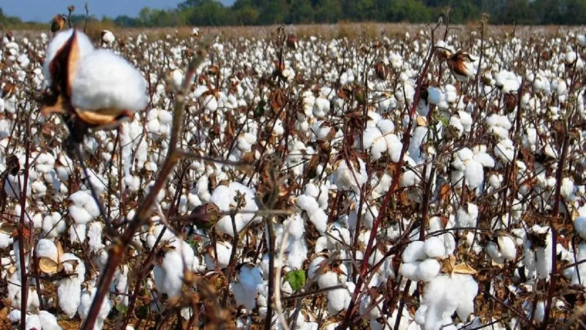 Cotton Council of India set up to resolve issues in Cotton Sector