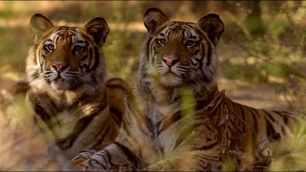 Ramgarh Vishdhari Sanctuary notified as India’s 52nd tiger reserve Ramgarh Vishdhari Sanctuary notified as India’s 52nd tiger reserve