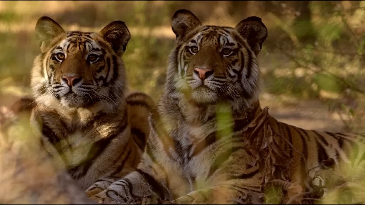 Ramgarh Vishdhari Sanctuary notified as India's 52nd tiger reserve 