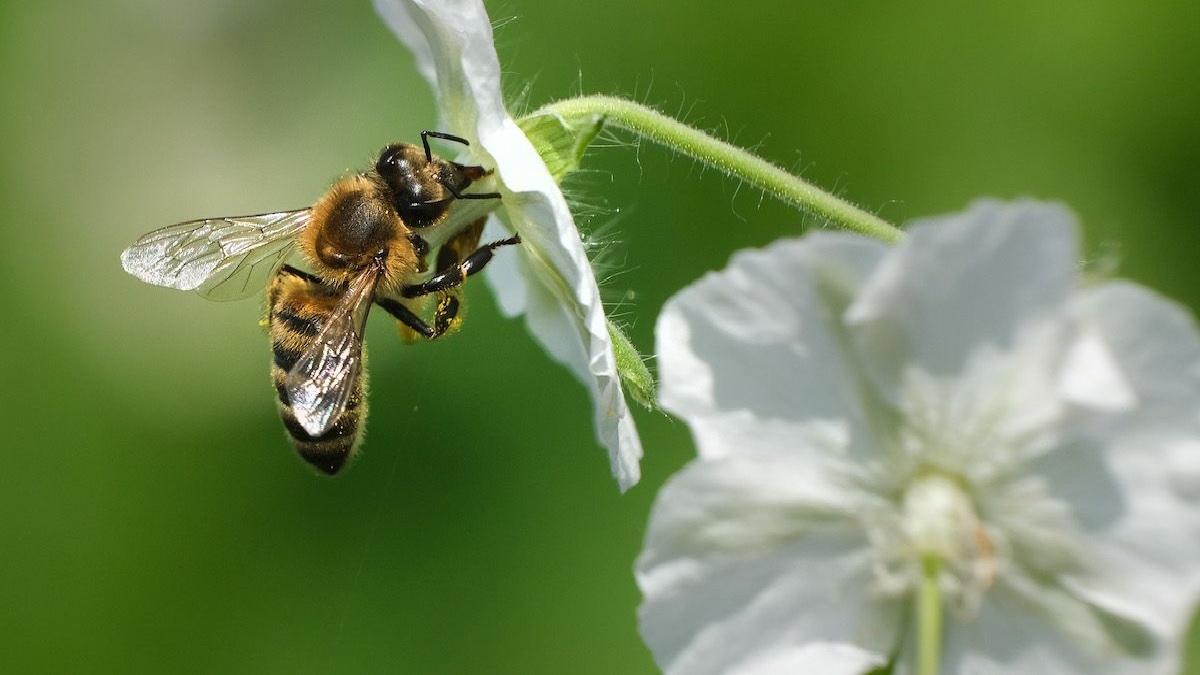 International Bee Day 2022: How the pollinators are important for our ecosystem?