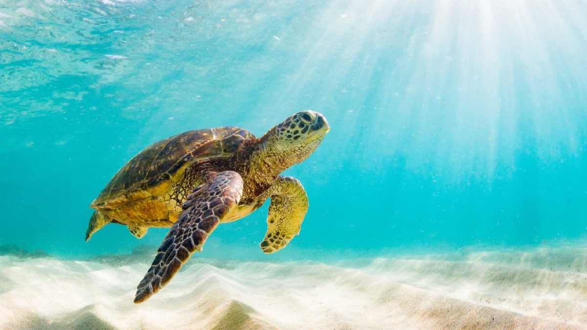 World Turtle Day 2022 Check 5 critically endangered Turtle Species on