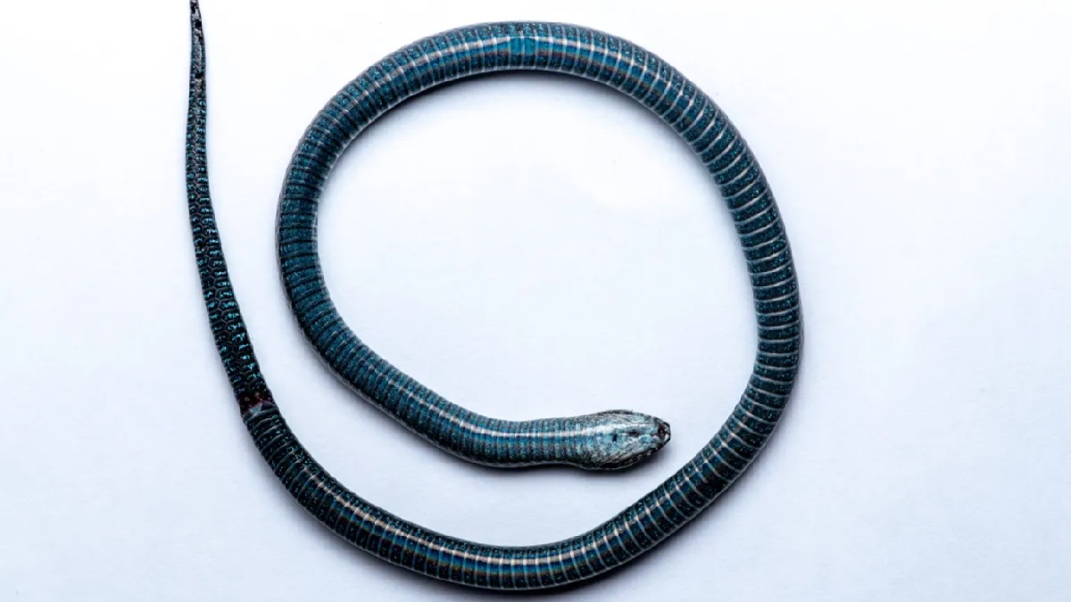 Blue Bellied Kukri Snake Noticed in Assam after 112 years