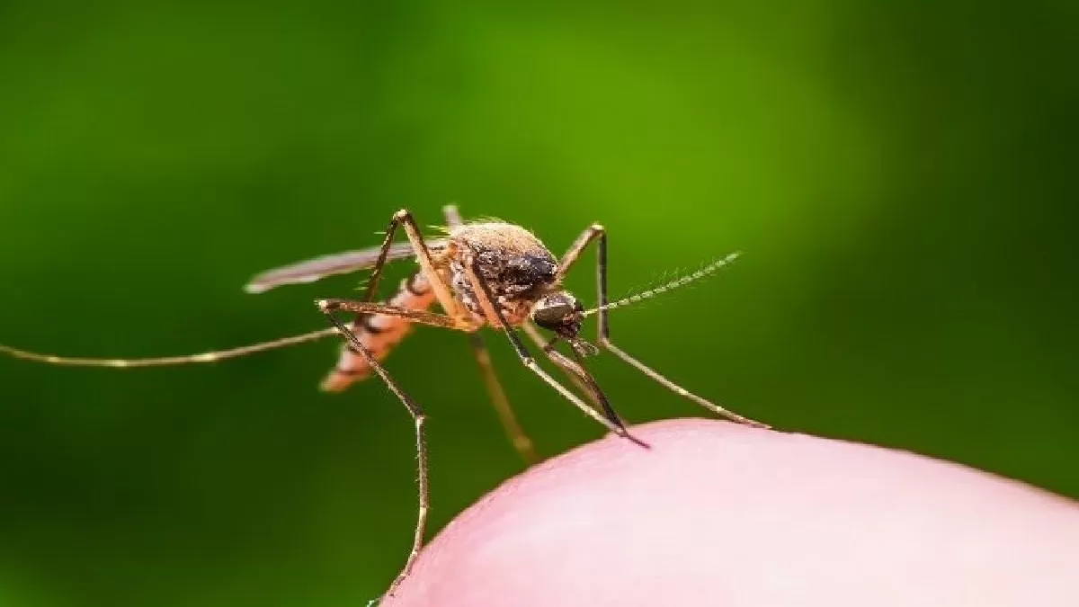 West Nile Case in Kerala